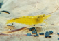 Preview: Yellow Fire